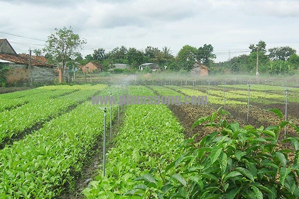 Phun sương Hoàng Hà dùng trong trồng rau ở Bình Phước