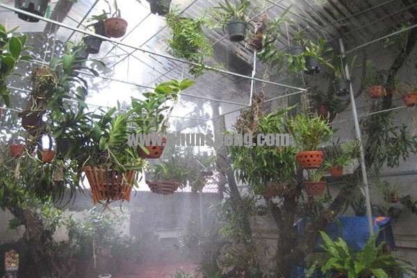 Phun sương Hawin được sử dụng cho vườn lan tại Điện Biên